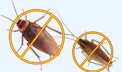 天津虫控公司介绍蚊蝇和蟑螂的预防方式