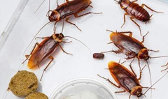天津灭蟑螂公司巧灭蟑螂的四种办法及流程介绍