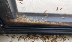 天津灭蚂蚁公司介绍白蚁及常见类别