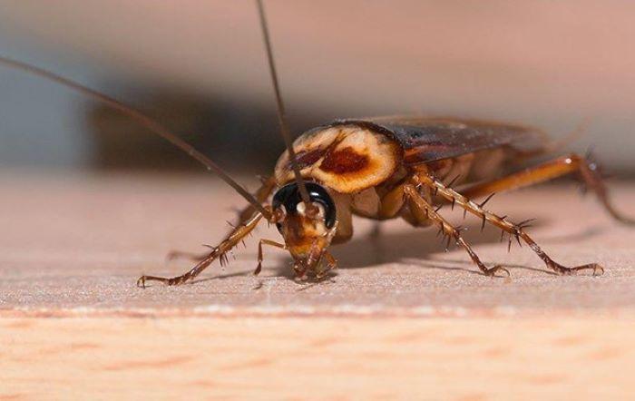 天津灭蟑螂公司告诉您，蟑螂是如何进入你的家里面？