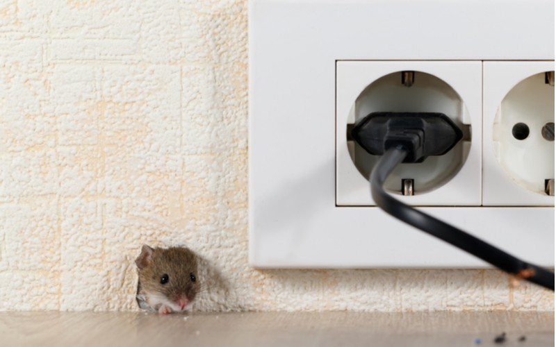 家中有老鼠怎么办？天津灭鼠公司，教您怎么处理！