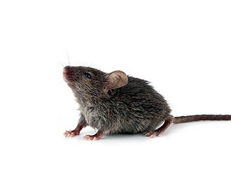天津灭鼠公司,?帮您解决家中的鼠患问题。