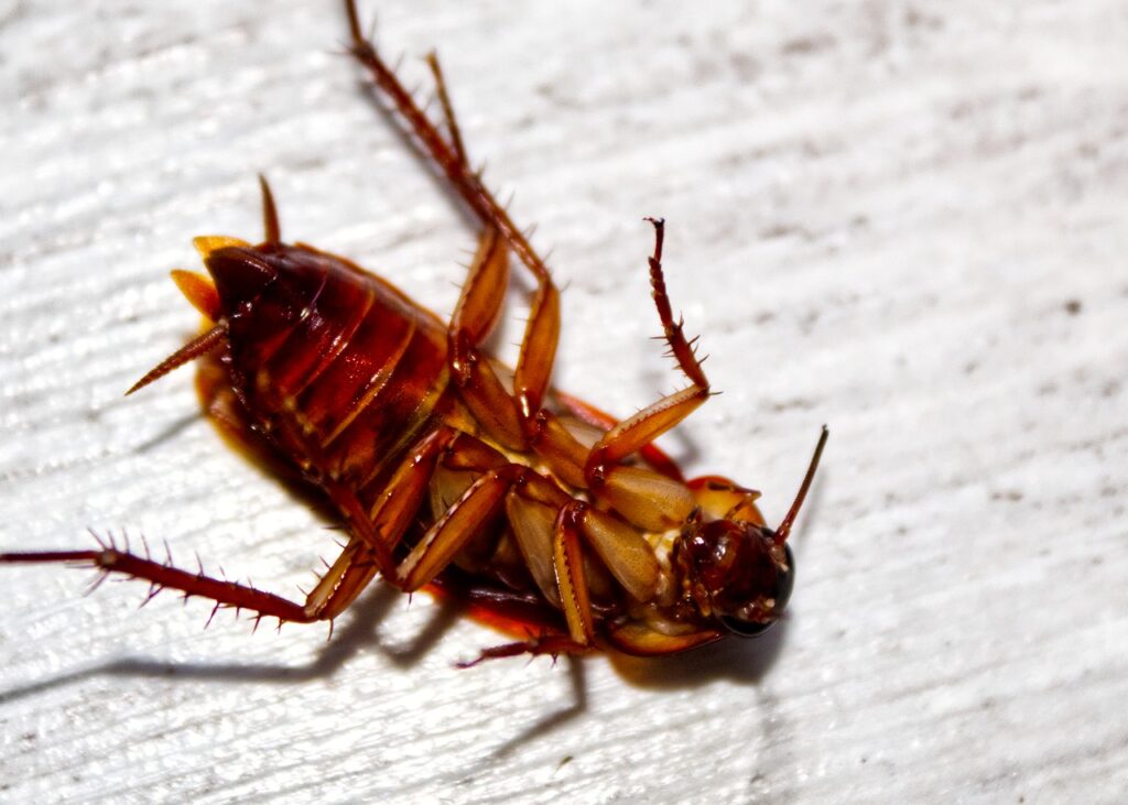 天津灭蟑螂公司，教您3种摆脱厨房橱柜中蟑螂的方法。